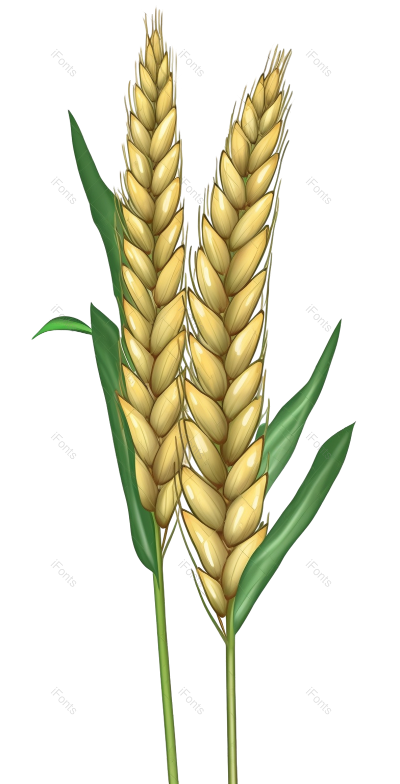 芒种图片,节日元素,元素PNG,小满免抠素材